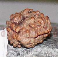 Two mukhi 30- 18x14.2x12